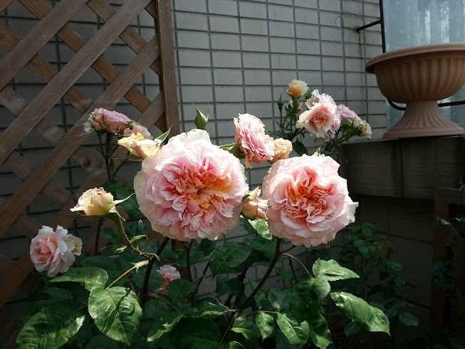 20130501_105052.jpg