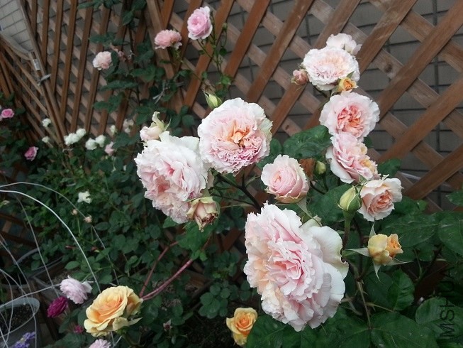 20130503_173802.jpg