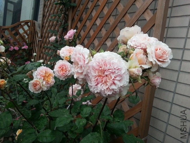 20130503_173957.jpg