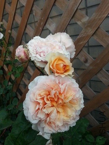 20130505_073050.jpg