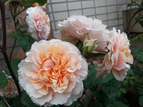 20130505_180009.jpg