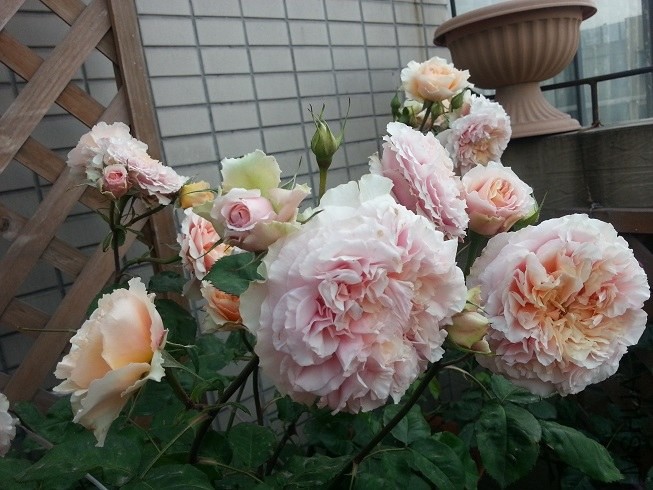 20130504_075413.jpg