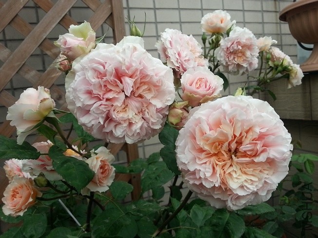 20130503_173337.jpg
