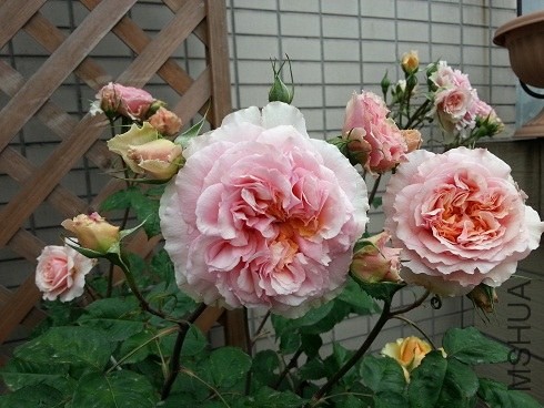 20130430_085625.jpg