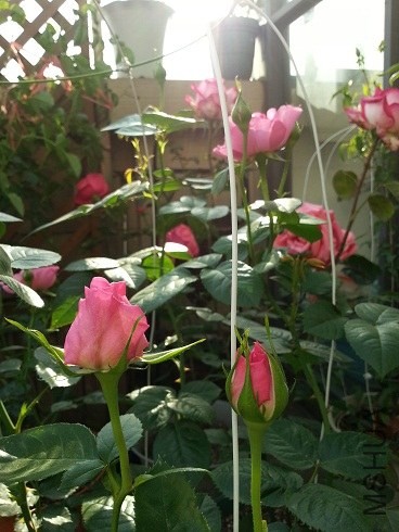 20130430_163334.jpg
