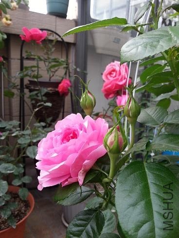 20130429_170057.jpg