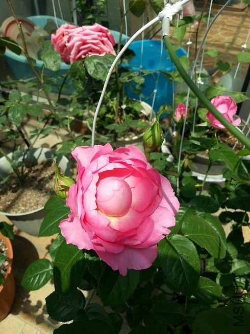20130501_105454.jpg