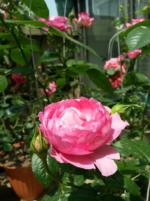 20130501_105509.jpg