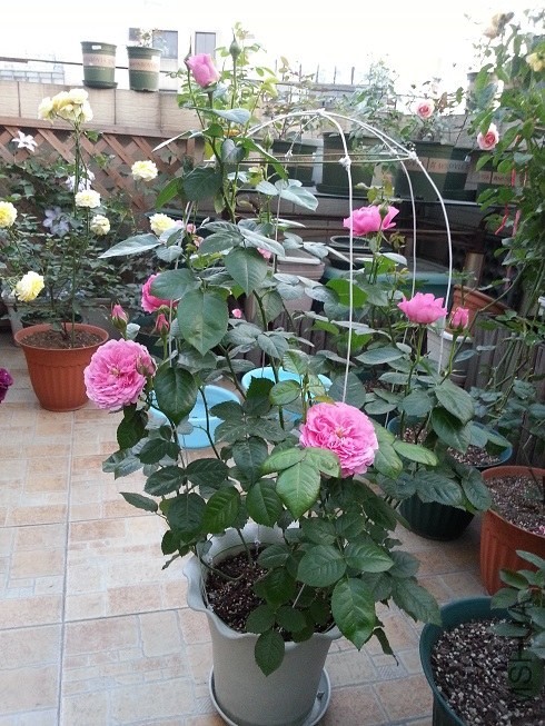 20130501_182927.jpg