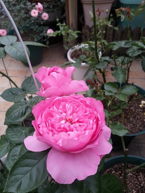 20130503_173304.jpg