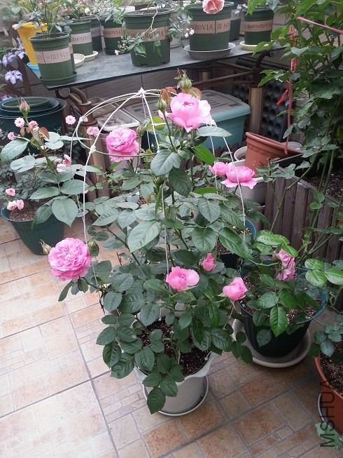 20130503_173552.jpg
