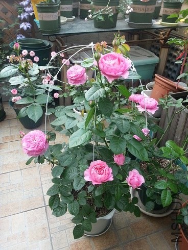 20130504_075051.jpg