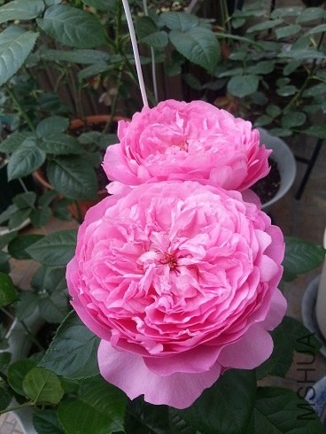 20130505_072342.jpg
