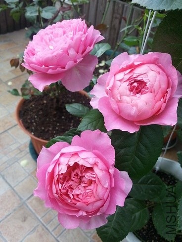20130505_072400.jpg
