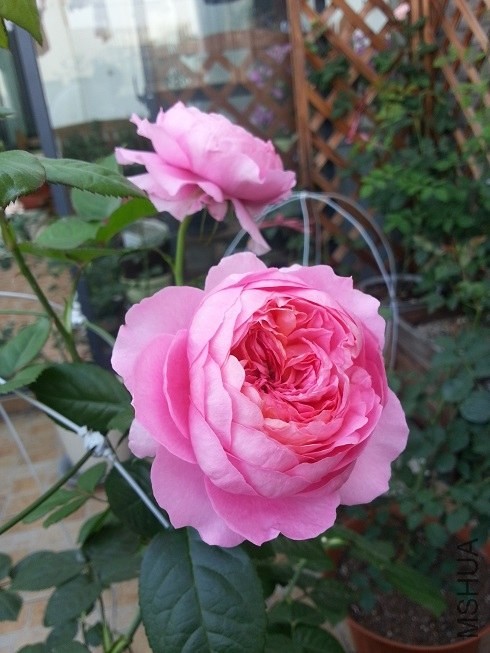 20130513_064415.jpg
