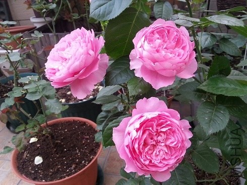 20130505_175951.jpg