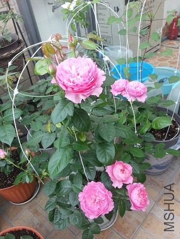 20130505_073124.jpg