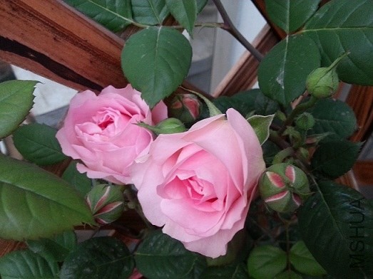 20130424_181925.jpg