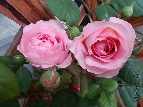 20130425_062647.jpg
