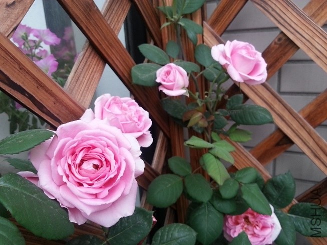 20130503_174306.jpg