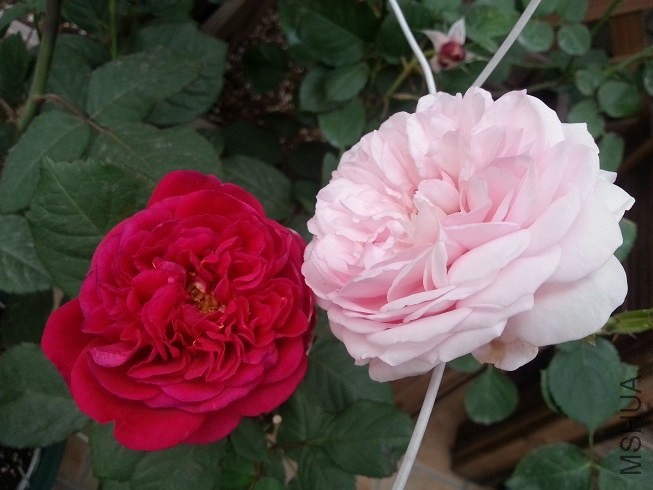 20130503_174048.jpg
