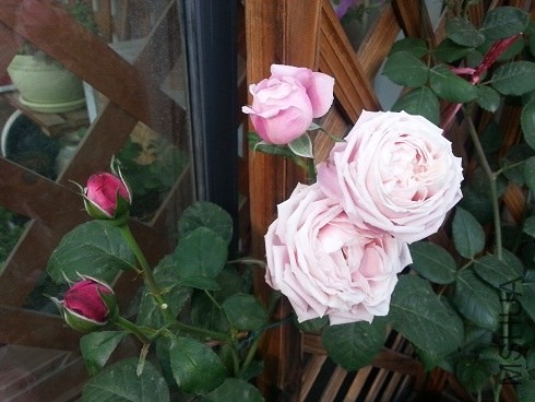 20130505_072508.jpg