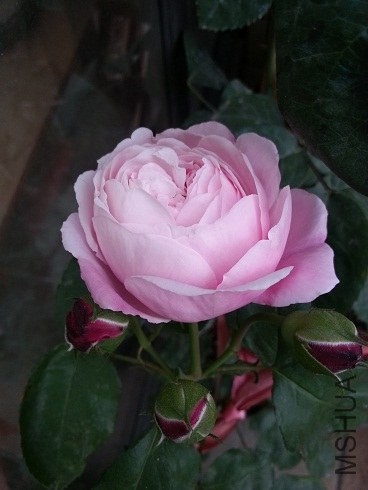 20130505_175856.jpg