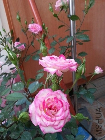 20130426_181129.jpg