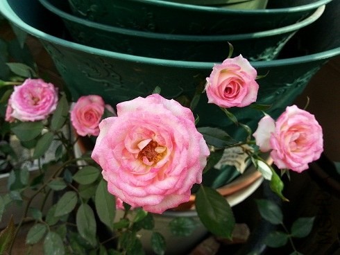 20130430_155657.jpg