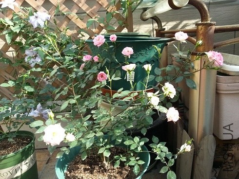 20130430_155202.jpg