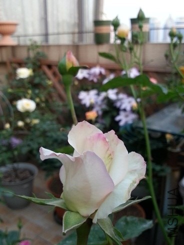 20130427_180712.jpg