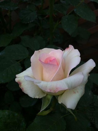 IMG_3612.jpg