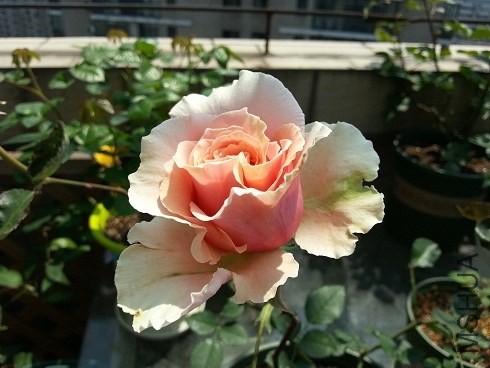 20130428_124143.jpg