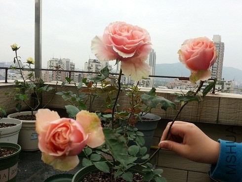 20130430_085818.jpg