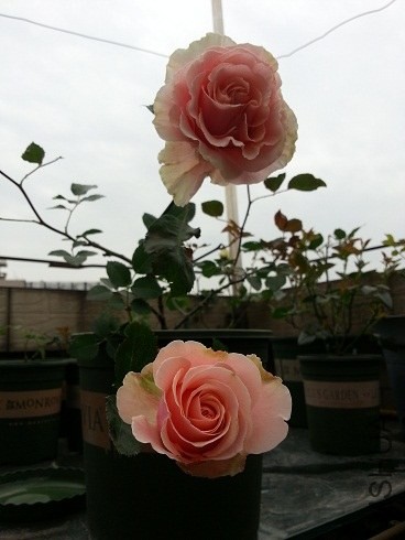 20130430_090359.jpg