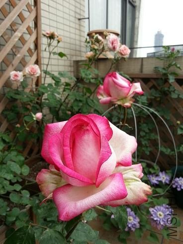 20130429_170343.jpg