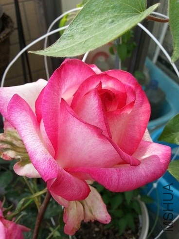 20130430_163400.jpg