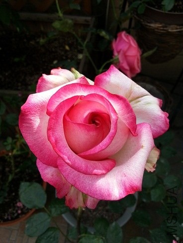 20130430_163407.jpg