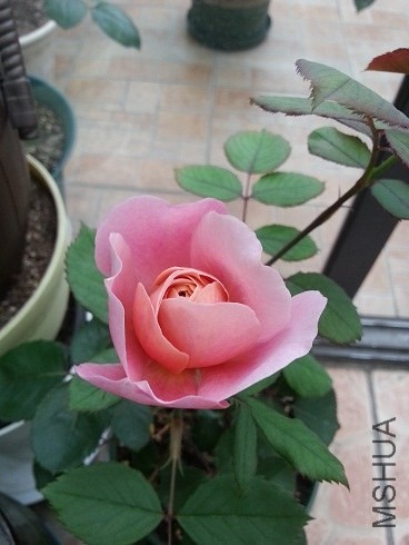 20130505_180404.jpg
