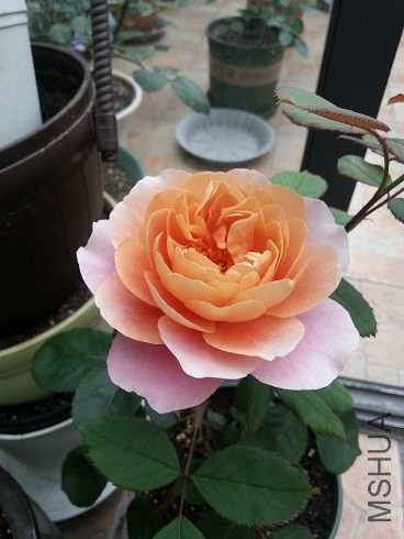 20130506_063053.jpg