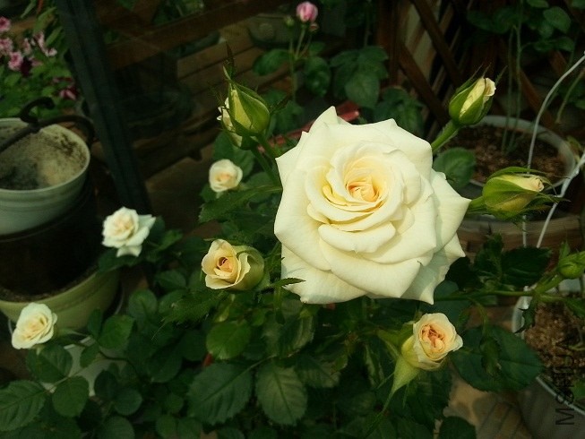 20130504_142520.jpg
