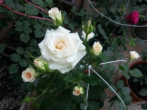 20130505_072644.jpg