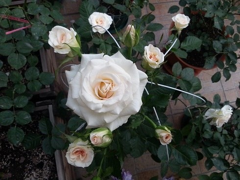 20130505_175800.jpg