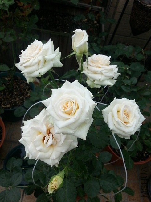 20130511_081714.jpg