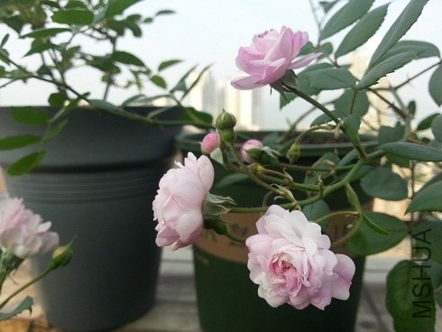 20130505_072932.jpg