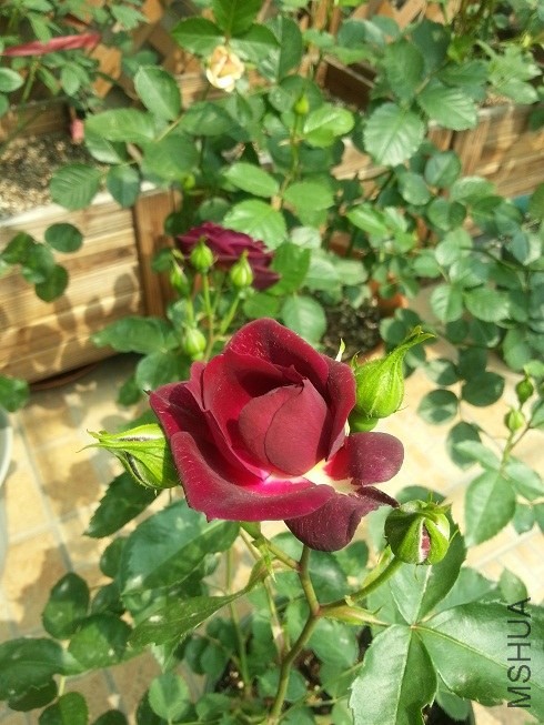 20130425_134432.jpg