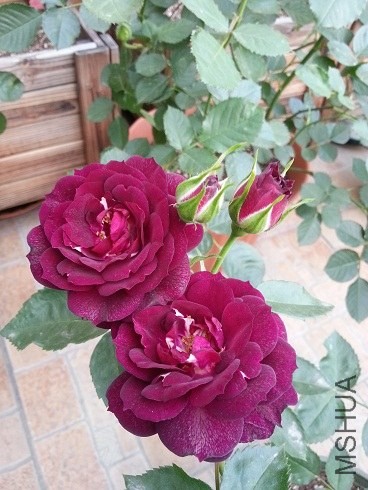 20130427_180024.jpg