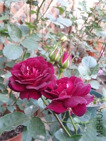 20130427_180946.jpg