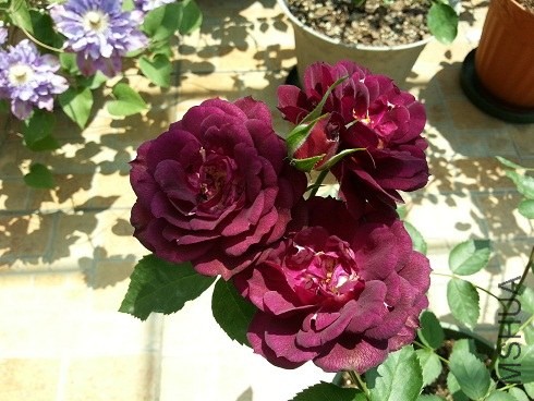 20130428_123529.jpg