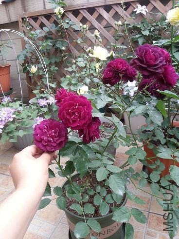20130429_165955_1.jpg